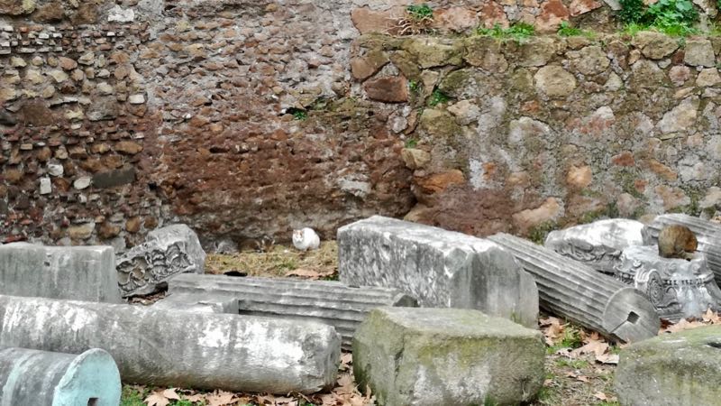 colonia felina