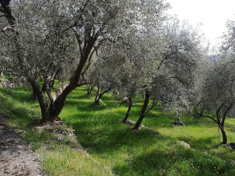 Oliveti della Valle Impero