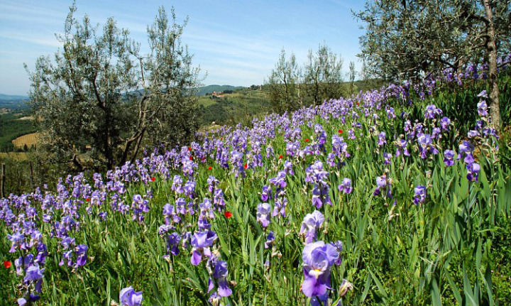 Firenze