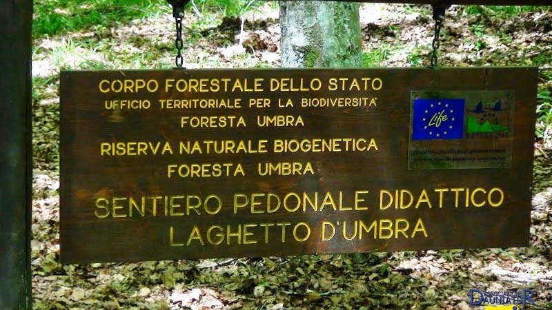 foresta umbra